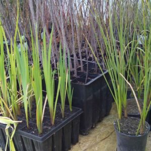 Restauració del Xúquer a Alzira