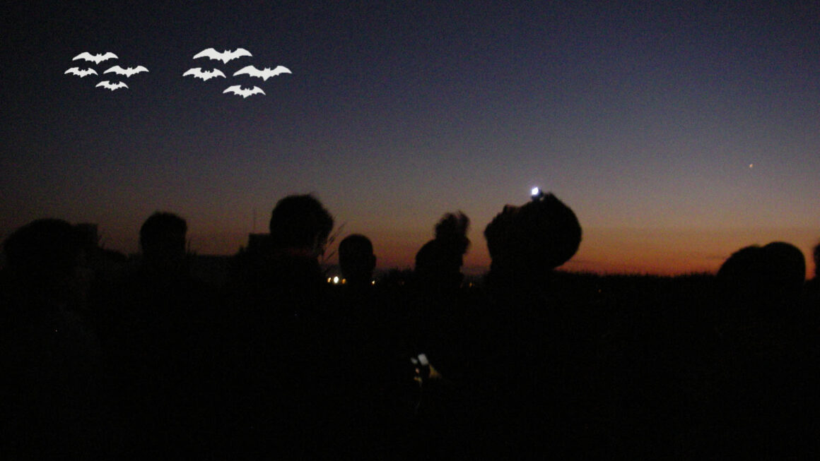 BatNights al Molí la Font