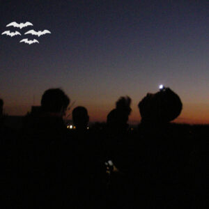 murcis BatNights al Molí la Font