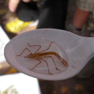 Empieza la campaña de inspección de ríos [Otoño 2025]