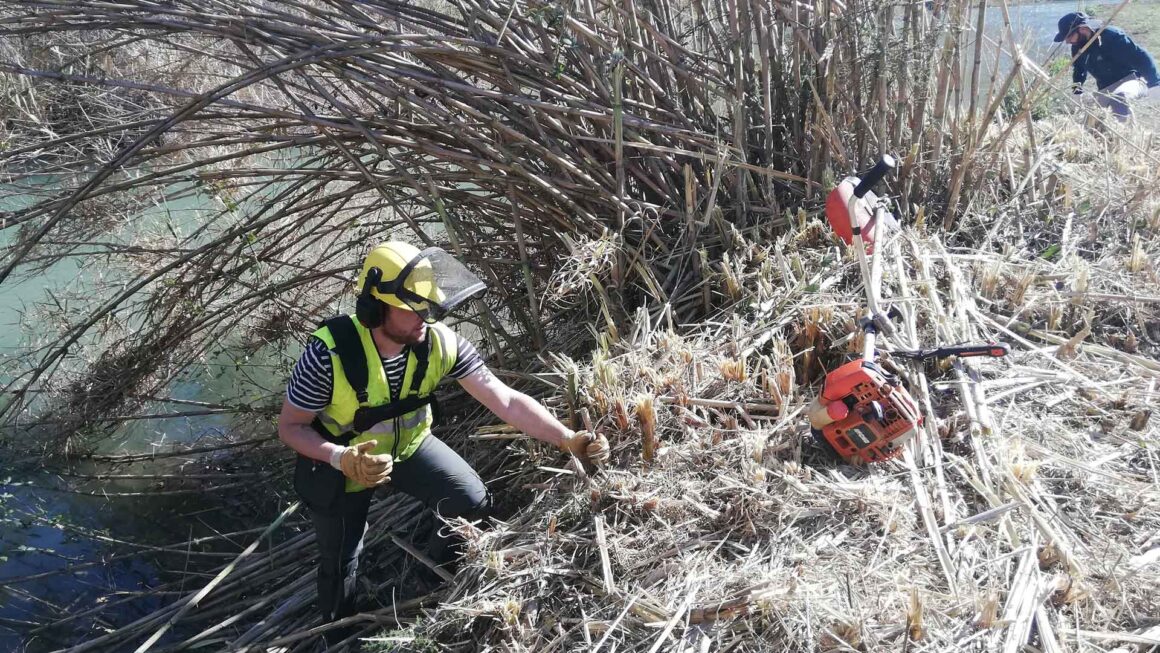 Retirada de caña Arundo donax