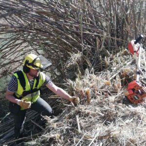Retirada de caña Arundo donax