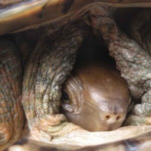 setor06 Nova campanya de tortugues