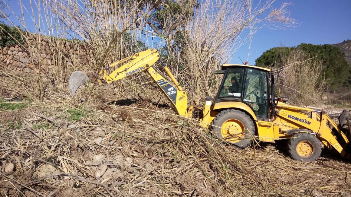 Retirada Arundo donax a Figueroles
