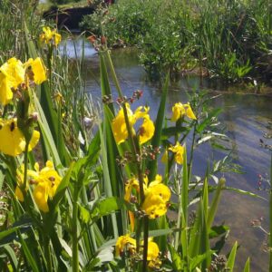 La Diputació de València inicia una campanya d’estudi de l’estat dels rius