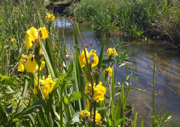 La Diputació de Valencia inicia una campaña de estudio del estado de los ríos