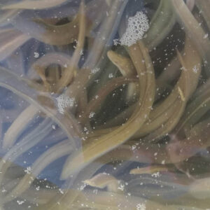 Solta d’anguiles al riu Sellent