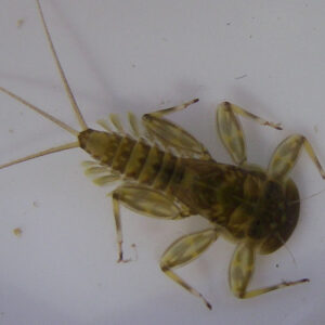 Inici de la campanya de primavera del Projecte Rius