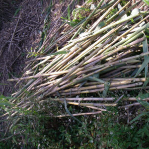 canyes Limne i el Consorci de La Ribera crearan un gran corredor verd de 75 km