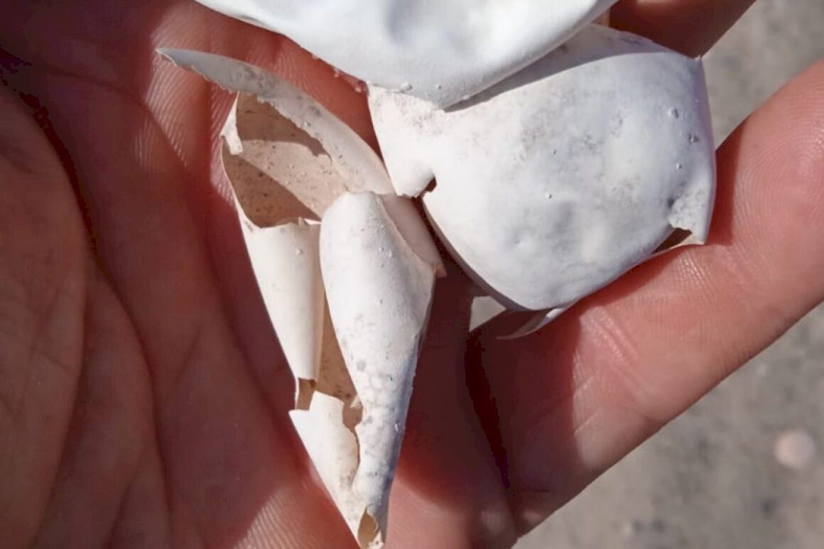 Trobem un niu de tortuga boba en una platja de Borriana