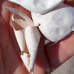 Trobem un niu de tortuga boba en una platja de Borriana