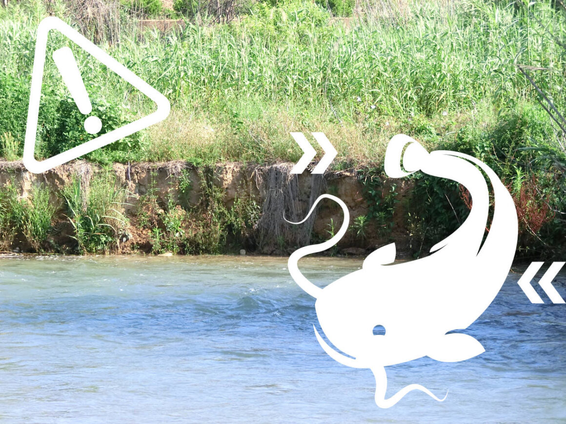 Augmenta la presència de silurs