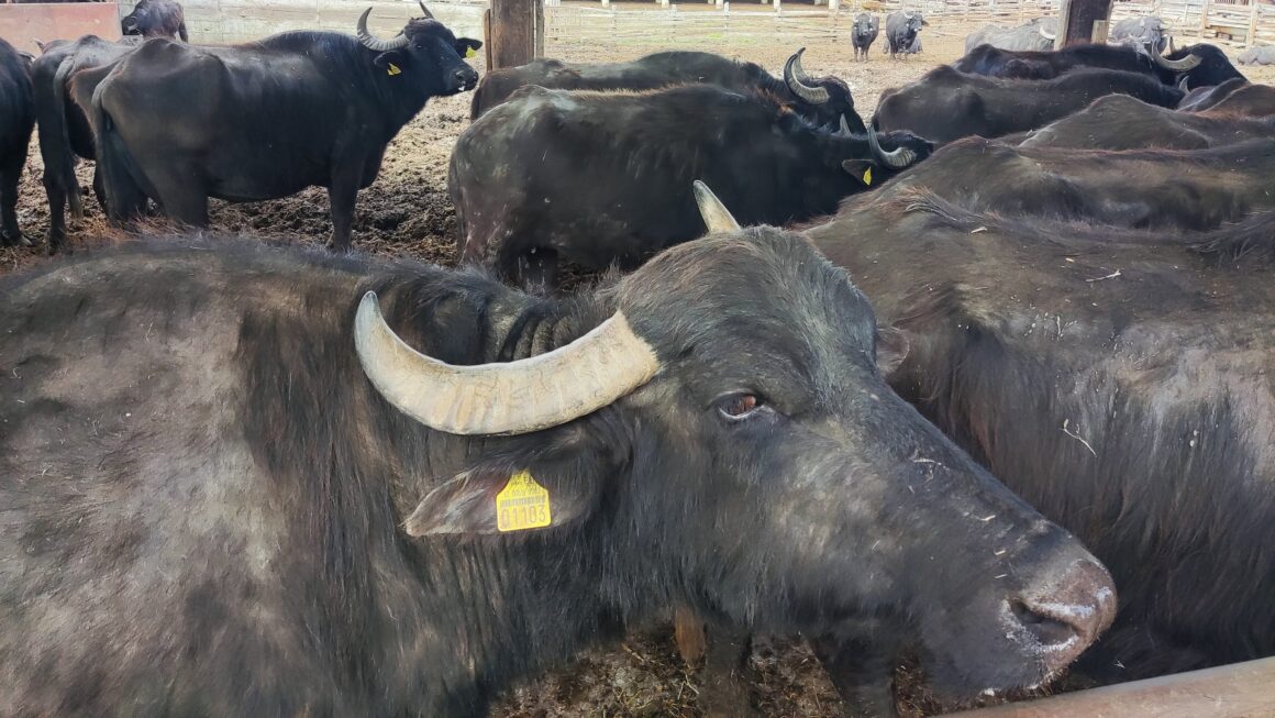 Intercanvi d’experiències a Grècia