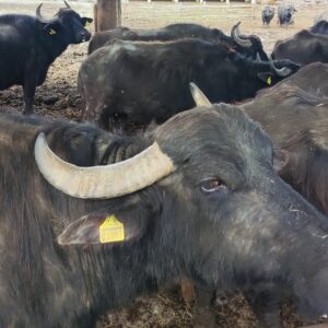 Intercambio de experiencias en Grecia