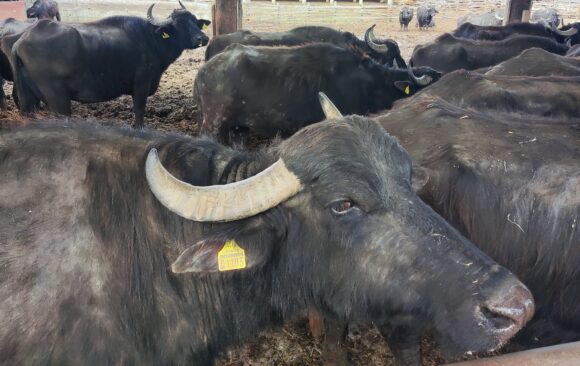 Intercanvi d’experiències a Grècia