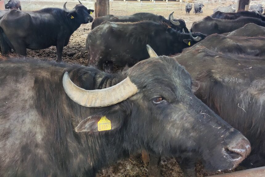 Intercanvi d’experiències a Grècia